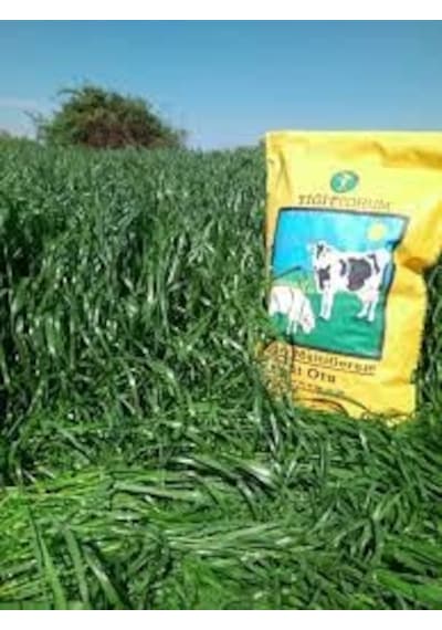 Yiğit RyeGRass Tohum Süt Otu Tohumu 25 KG
