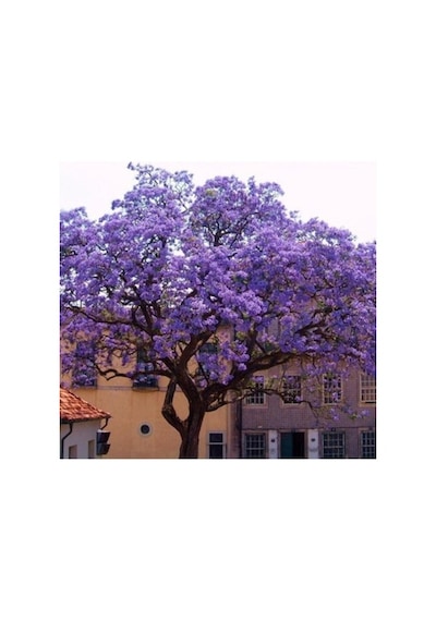Dünya'Nın En Hızlı Büyüyen Ağacı Paulownia Fidanı(Boy 20 Ila 40C