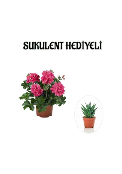 Hediyelik Pembe Sakız Sardunya Çiçeği Fidanı Sevgililer Gününe Özel Sukulent Hediyeli