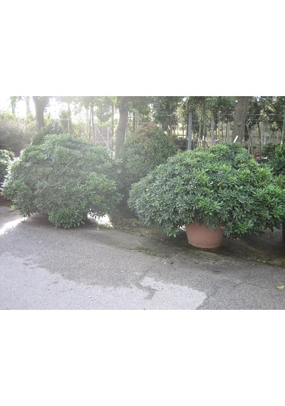 Pitos Porum Fidanı 25-30 Cm Tobira Nana