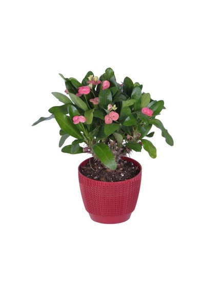 Dikenler Tacı Çiçekli Hediyelik Fidan 20-30cm