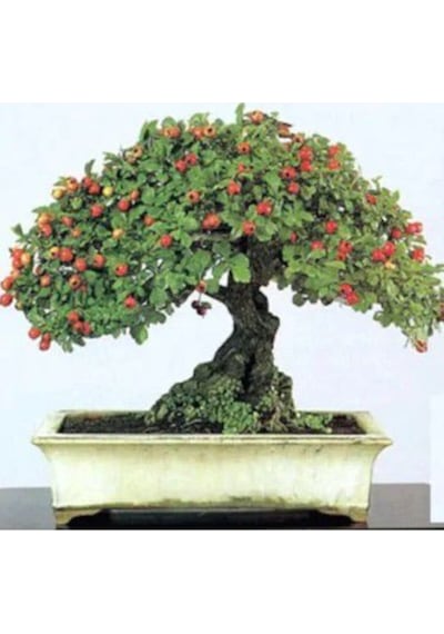 Nadir Ithal Bodur Kırmızı Alıç Bonzai Ağacı Tohumu 3 Tohum Bonsai Tohumu