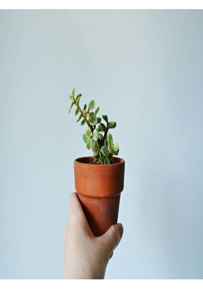 Serada Decor Plant Portulacaria Afra Variegata,fil Azığı Yeşim 5,5 Sukulent Saksısında Dolgun Formlu