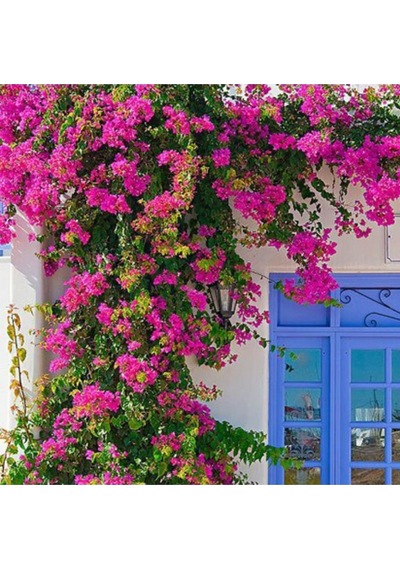 Serada Decor Plant Pembe Sarılıcı Begonvil Çiçeği Fidanı 100cm