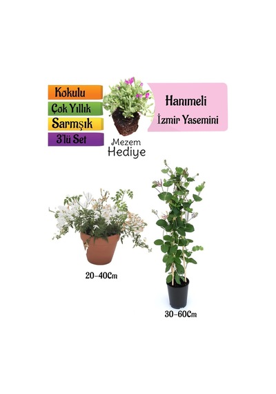 Kokulu İzmir Yasemini+kokulu Hanıme Çiçeği+mezem Çiçeği 3'lü Peyzaj Seti