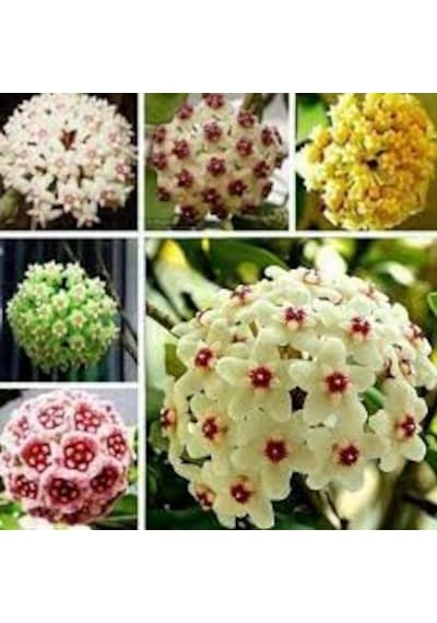 20 Adet Tohum Hoya Kornosa Mum Çiçeği Tohumu Karışık Mum Çiçeği