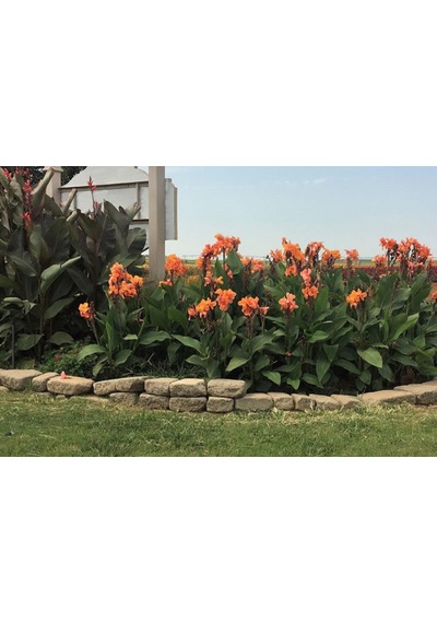 Kanı Canna Indica Yellow King Humbert Kanna Canna Zambağı Fidanı