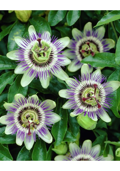 5 Çarkıfelek Çiçeği TohumuPassiflora Caerulea N11867