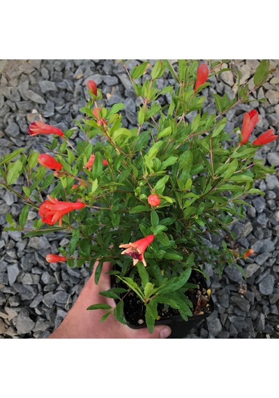 Bodur Süs Narı Punica Granatum Nana 10 Adet