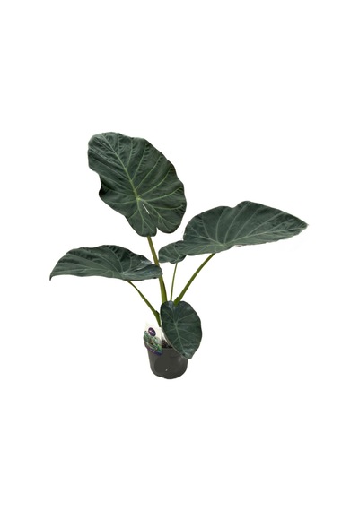 Alocasia 'Regal Shield' (Fil Kulağı) Ø19 CM Y70-80 CM