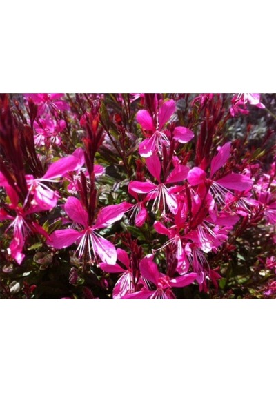 1 Adet Pembe Renk Gaura Çiçeği Fidanı 15-45 Cm Tüplü Çiçekli Bodur Bitkiler Lindheimeri
