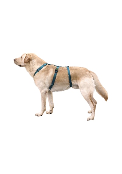 Kaçış Önleyici Köpek Tasması Petrol Yeşili 55 Cm - 74 Cm, M Mavi Yeşil