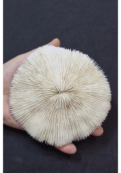 Mantar Mercan Dekoratif Parça Mushroom Coral 9dm