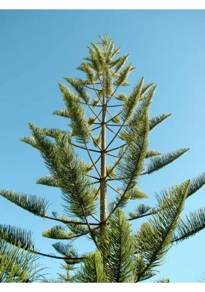 Salon Çamı Fidanı 1 Adet Saksılı/tüplü 20-40cm Iç/ Dış Mekan Bitkisi Araucaria