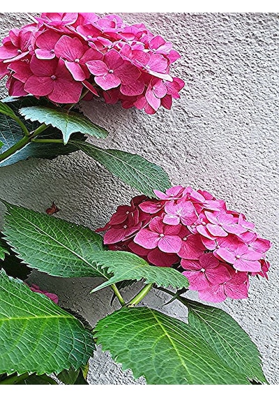 Serada Decor Plant Canlı Pembe Ortanca Çiçeği
