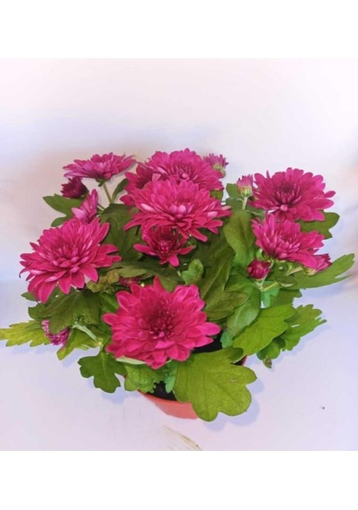 Tatlı Pembe Kasımpatı Krizantem Chrysanthemum 10-20 Cm