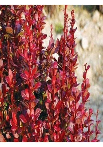 1 Adet Roket Berberis Çiti Fidanı 40-80cm Saksılı Rocket Barberry