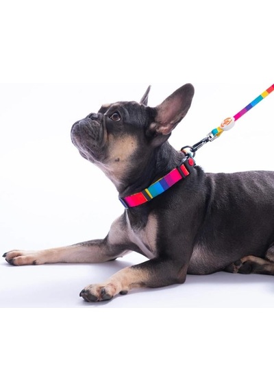 Pawstar Rainbow Boyun Tasması M Boyun Çevresi: 32 Cm X 48 Cm Çok Renkli