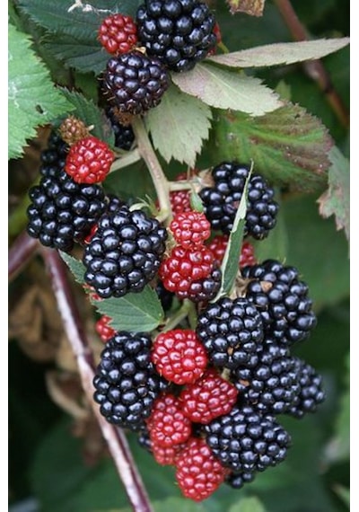 Bahçevilya 2 Yaşında Tüplü Böğürtlen Rubus Fruticosus Fidanı