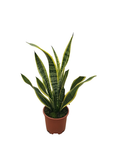 Sansevieria Trifasciata Paşa Kılıcı Ø21 Cm Y50-60 Cm