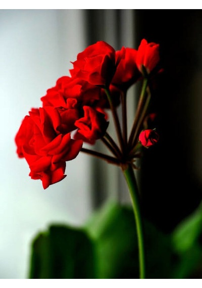 Videolu Bordo Sakız Sardunya Çiçeği Fidanı 25-35 Cm Saksılı Çiçekli Bodur Bitkiler Geranium