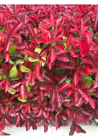 Çok Avantajlı Alev Çalısı Kırmızı Yaprak 30 50cm 1 Adet Photinia Serratifolia