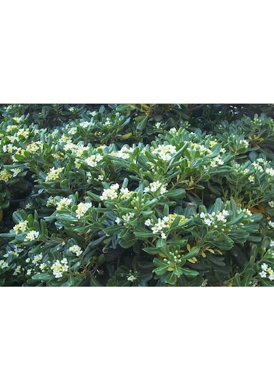 Pitos Porum Fidanı 25-30 Cm Tobira Nana