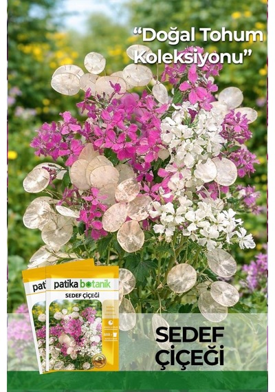 30 Adet S edef Çiçeği Tohumu (Lunaria Biennis)