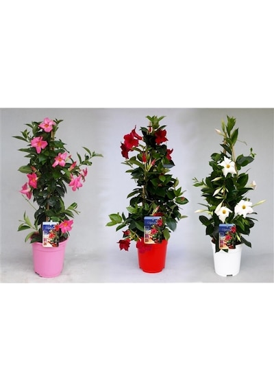 Videolu Mandevilla Sarmaşığı Beyaz-pembe-kırmızı 3 Adet Saksılı 50-60cm Dış Mekan Bitkisi