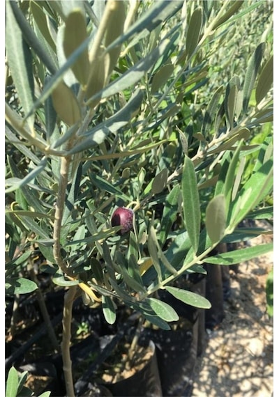 Ada Tarım Tüplü 1 Yaş 2 Adet Gemlik Zeytin Kırmalık