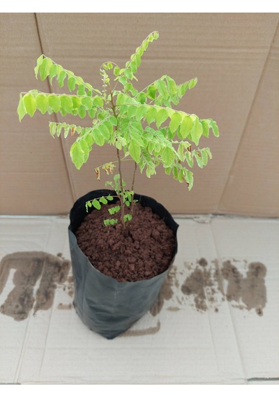 Aşısız Star Fruit Fidanı 2 Yaş 25-30 Cm