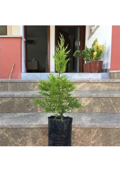 Gardenbox Tüplü Limoni Servi Fidanı 4 Adet Boy 50-60cm