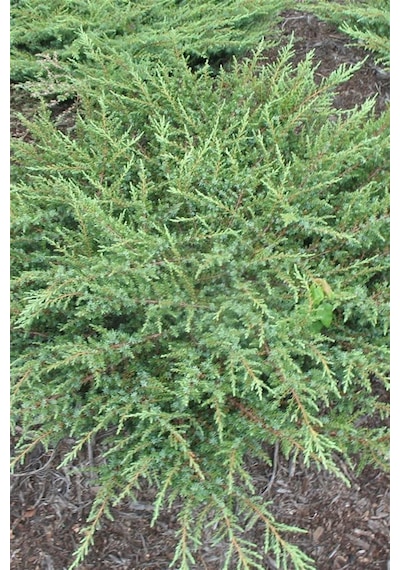 Ardıç Fidanı 20 cm