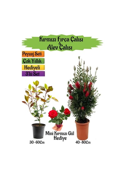 Kırmızı Fırça Çalısı+alev Çalısı Fidanı+mini Kırmızı Gül Peyzaj Seti