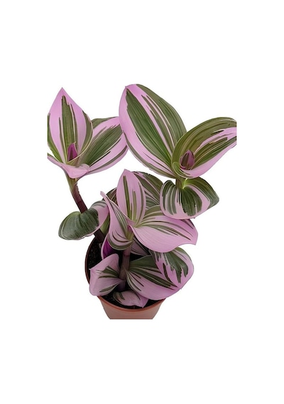Videolu Telgraf Çiçeği Pembe Alacalı 1 Adet Saksılı 10-20cm Iç Mekan Bitkisi Nanouk Tradescantia