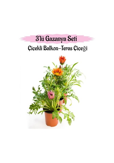 Pembe-turuncu-kırmızı Renk Gazanya Çiçeği 3 Adet Saksılı 10-20cm Balkon Çiçeği