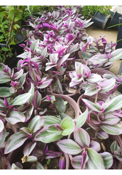 Videolu 1 Adet Telgraf Çiçeği Kara Sevda Bitkisi 25-40cm Saksılı Black Love Sapling
