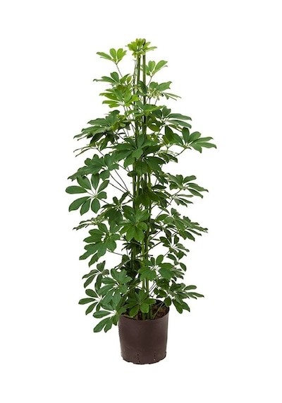 Videolu Tek Dal Şeflera Çiçeği 45-65cm Saksılı Iç Mekan/salon Bitkileri Schefflera