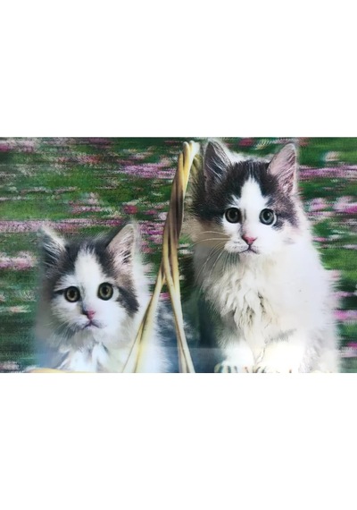 Jenerik 3 Boyutlu Resim Sevimli Kediler İkili Kedi Resmi Tablosu 40x60 Cm