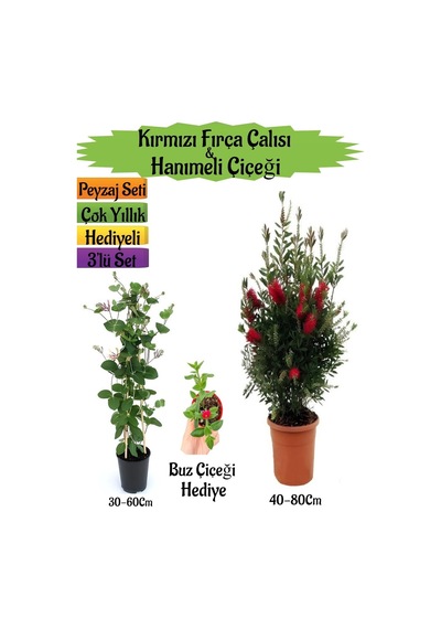 Kırmızı Fırça Çalısı+kokulu Hanıme Çiçeği+buz Çiçeği Peyzaj Seti