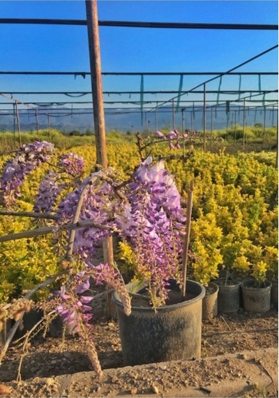 Mor Salkım Çiçeği Sarmaşık 1 Adet Saksılı/ Tüplü 40-60 Cm Wisteria Sinensis