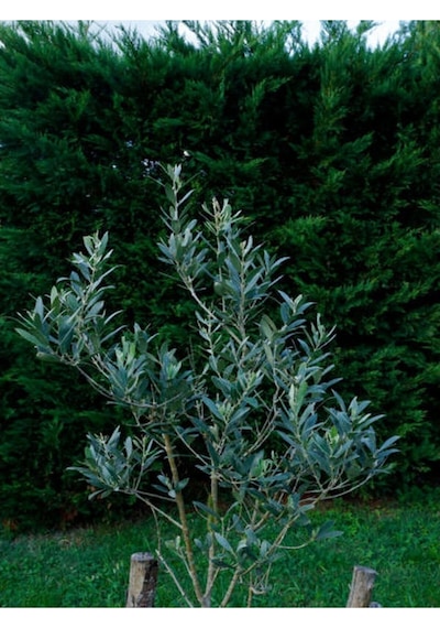 Bitkim Sende Özel Gemlik Zeytin Fidesi 70 100 Cm 1 Adet Saksılı/tüplü Dış Mekan Ağacı