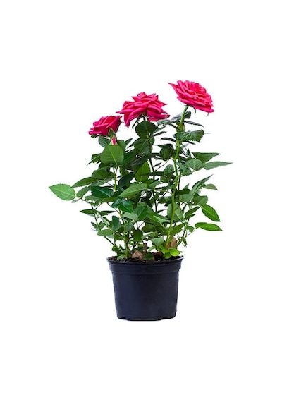 Yediveren Saksılı Pembe Gül 20-30 Cm 20 Adet