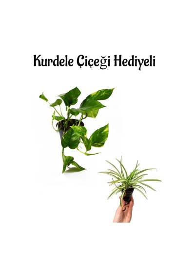 Pothos Salon Sarmaşığı Sevgililer Gününe Özel Helen Saksı Hediyeli Ofis Bitkisi