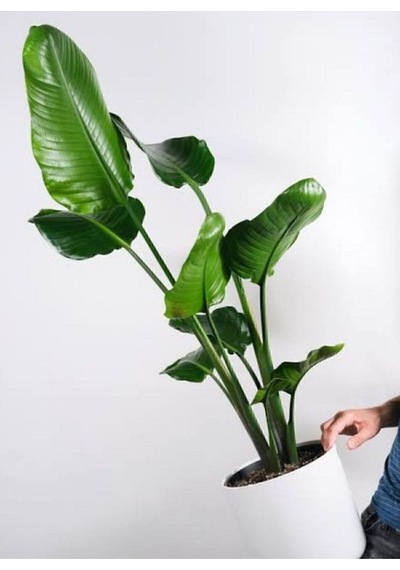 Thebestonline Strelitzia Starliçe 80-110 Cm Boyunda Tek Gövdeli Salon Bitkisi Iç Mekan Bitkisi