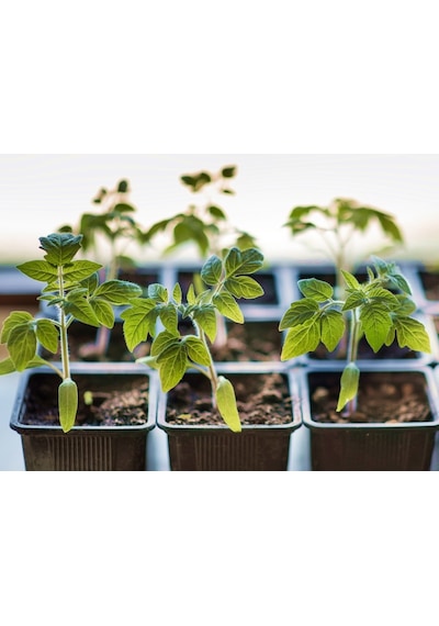 THERMOFORM KARE VAKUM SAKSI 30 ADET - ÜRETİM SAKSISI 9 CM