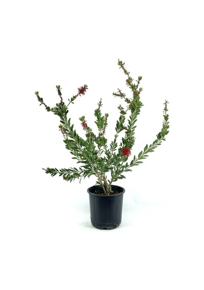 Serada Decor Plant Fırça Çalısı Çiçeği 2 Adet Dolgun Formlu Saksılı Dış Mekan Bitkisi