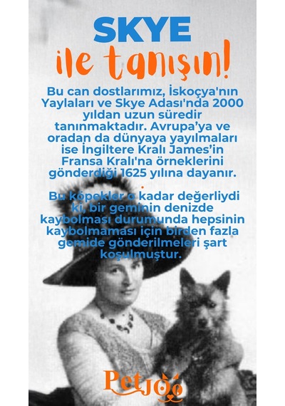 Petjoo 6.Skye Turuncu-Mavi Qr'lı Köpek Künyesi
