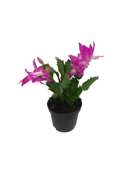 Schlumbergera - Yılbaşı Çiçeği Pembe Renk - 878010233