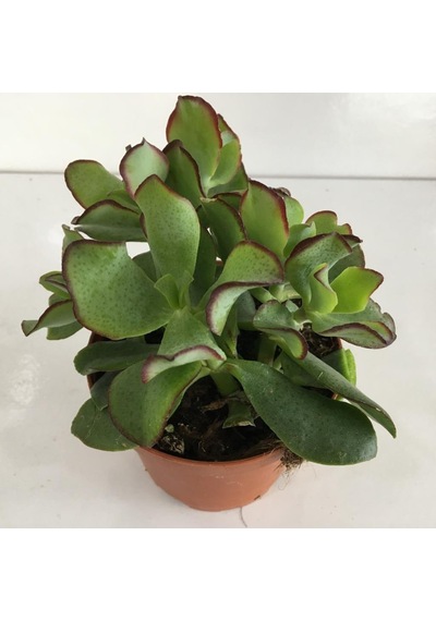 Orta Boy Crassula Ovata Para Çiçeği 10-20 Cm